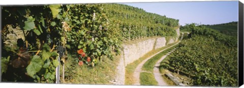 Framed Gravel road passing through vineyards, Vaihingen An Der Enz, Baden-Wurttemberg, Germany Print