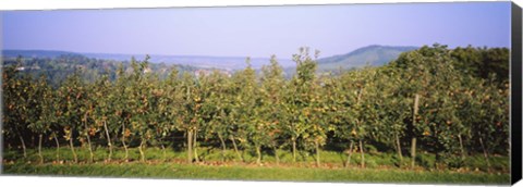 Framed Apple trees in an orchard, Weinsberg, Heilbronn, Stuttgart, Baden-Wurttemberg, Germany Print