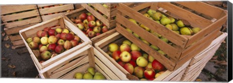 Framed High angle view of harvested apples in wooden crates, Weinsberg, Baden-Wurttemberg, Germany Print