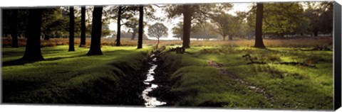 Framed Stream passing through a park, Richmond Park, London, England Print