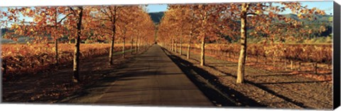 Framed Vineyards along a road, Beaulieu Vineyard, Napa Valley, California, USA Print