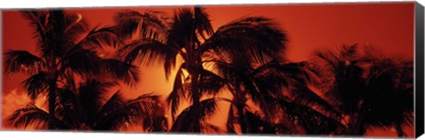 Framed Palm trees at dusk, Kalapaki Beach, Hawaii Print