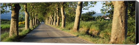 Framed Trees along a road, Vaucluse, Provence, France Print