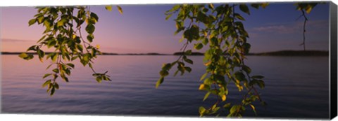 Framed Close-up of leaves of a birch tree, Joutseno, Southern Finland, South Karelia, Finland Print