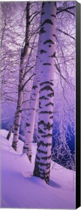 Framed Birch trees at the frozen riverside, Vuoksi River, Imatra, Finland Print