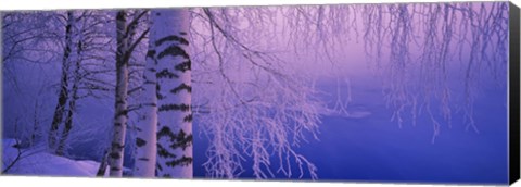 Framed Birch tree at a riverside, Vuoksi River, Imatra, Finland Print