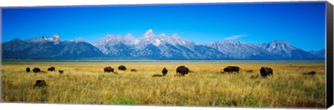 Framed Field of Bison with mountains in background, Grand Teton National Park, Wyoming, USA Print