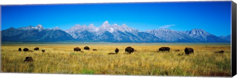 Framed Field of Bison with mountains in background, Grand Teton National Park, Wyoming, USA Print