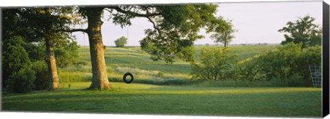 Framed Tire swing on a tree Print