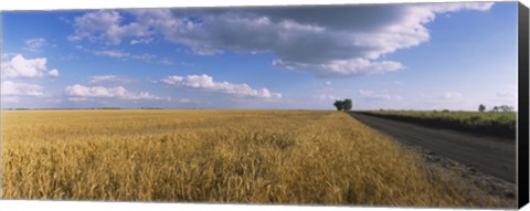 Framed Wheat crop in a field, North Dakota, USA Print