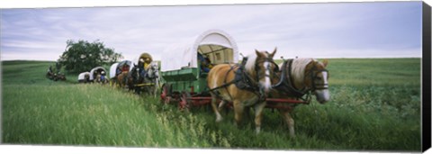 Framed Historical reenactment, Covered wagons in a field, North Dakota, USA Print