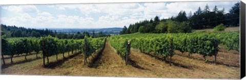 Framed Vineyard on a landscape, Adelsheim Vineyard, Newberg, Willamette Valley, Oregon, USA Print