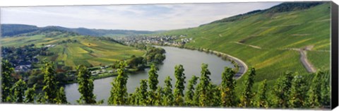 Framed Vineyards along a river, Moselle River, Mosel-Saar-Ruwer, Germany Print