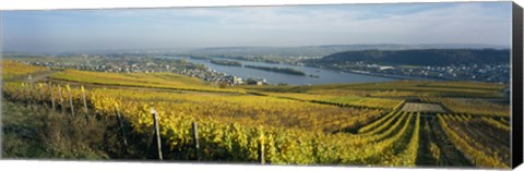 Framed Vineyards near a town, Rudesheim, Rheingau, Germany Print