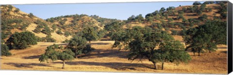Framed Oak trees on hill, Stanislaus County, California, USA Print