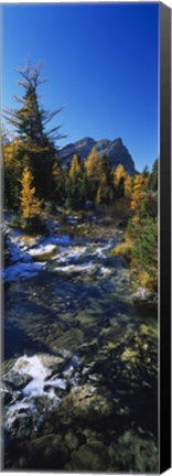 Framed Stream flowing in a forest, Mount Assiniboine Provincial Park, border of Alberta and British Columbia, Canada Print