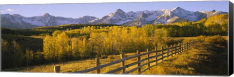 Framed Trees in a field near a wooden fence, Dallas Divide, San Juan Mountains, Colorado Print