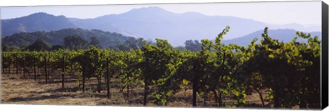 Framed Grape vines in a vineyard, Napa Valley, Napa County, California, USA Print