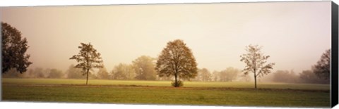 Framed Fog covered trees in a field, Baden-Wurttemberg, Germany Print