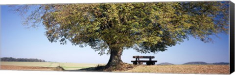 Framed Empty bench under a tree, Baden-Wurttemberg, Germany Print