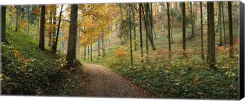 Framed Road passing through a forest, Baden-Wurttemberg, Germany Print