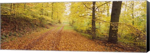 Framed Road covered with autumnal leaves passing through a forest, Baden-Wurttemberg, Germany Print