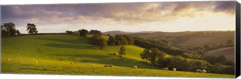 Framed High angle view of sheep grazing in a field, Bickleigh, Mid Devon, Devon, England Print