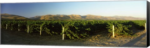 Framed Vineyard on a landscape, Santa Ynez Valley, Santa Barbara County, California, USA Print