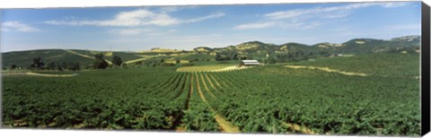 Framed High angle view of a vineyard, Carneros District, Napa Valley, Napa County, California Print