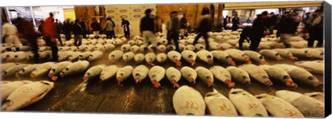 Framed Tuna auction at a fish market, Tsukiji Fish Market, Chuo Ward, Tsukiji, Tokyo Prefecture, Kanto Region, Honshu, Japan Print