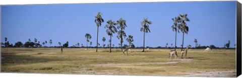 Framed Giraffes (Giraffa camelopardalis) in a national park, Hwange National Park, Matabeleland North, Zimbabwe Print