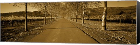 Framed Trees along a road, Beaulieu Vineyard, Rutherford, Napa Valley, Napa, Napa County, California, USA Print