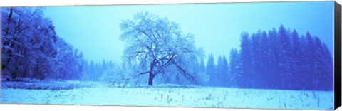 Framed Trees in a snow covered landscape, Yosemite Valley, Yosemite National Park, Mariposa County, California, USA Print