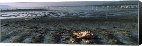 Framed Dead flamingo at the lakeside, Lake Nakuru, Great Rift Valley, Lake Nakuru National Park, Kenya Print