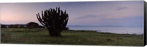 Framed Silhouette of a cactus at the lakeside, Lake Victoria, Great Rift Valley, Kenya Print