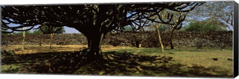 Framed Trees in a field with a stone wall in the background, Thimlich Ohinga, Lake Victoria, Great Rift Valley, Kenya Print