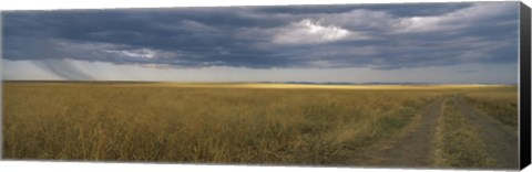 Framed Dirt road passing through a meadow, Masai Mara National Reserve, Great Rift Valley, Kenya Print