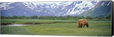 Framed Grizzly bear grazing in a field, Kukak Bay, Katmai National Park, Alaska Print