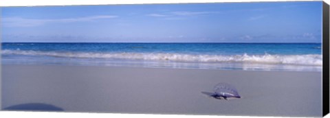 Framed Portuguese Man-Of-War (Physalia physalis) on the beach, Bermuda Print