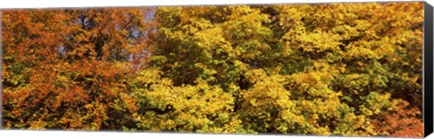 Framed Autumnal trees in a park, Ludwigsburg Park, Ludwigsburg, Baden-Wurttemberg, Germany Print