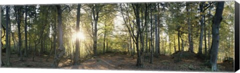Framed Trees in a forest, Black Forest, Freiburg im Breisgau, Baden-Wurttemberg, Germany Print