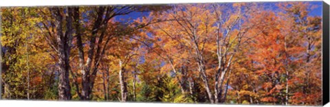 Framed Trees in autumn, Vermont, USA Print