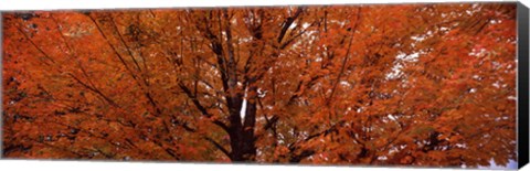 Framed Maple tree in autumn, Vermont, USA Print