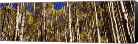 Framed Aspen tree trunks in autumn, Colorado, USA Print