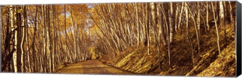 Framed Road in the Forest, Colorado Print