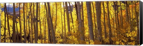 Framed Aspen tree trunks and foliage in autumn, Colorado, USA Print