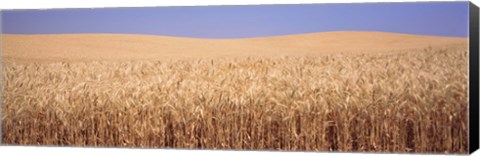 Framed Golden wheat in a field, Palouse, Whitman County, Washington State, USA Print