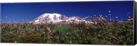 Framed Wildflowers on mountains, Mt Rainier, Pierce County, Washington State, USA Print