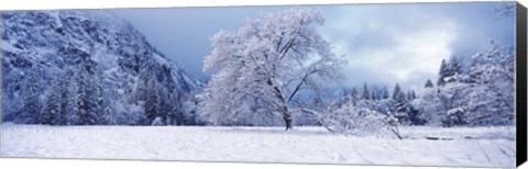 Framed Snow covered oak tree in a valley, Yosemite National Park, California, USA Print