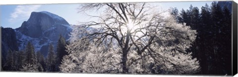 Framed Low angle view of a snow covered oak tree, Yosemite National Park, California, USA Print